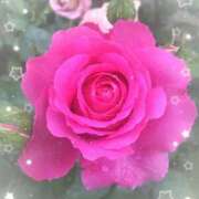 ヒメ日記 2026/03/31 08:06 投稿 小池涼子(こいけりょうこ) 五十路マダムエクスプレス厚木店(カサブランカグループ)