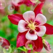 ヒメ日記 2026/04/01 06:20 投稿 小池涼子(こいけりょうこ) 五十路マダムエクスプレス厚木店(カサブランカグループ)