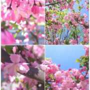 ヒメ日記 2026/04/06 09:44 投稿 小池涼子(こいけりょうこ) 五十路マダムエクスプレス厚木店(カサブランカグループ)