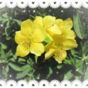 ヒメ日記 2026/04/26 08:58 投稿 小池涼子(こいけりょうこ) 五十路マダムエクスプレス厚木店(カサブランカグループ)