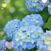 ヒメ日記 2026/05/25 07:20 投稿 小池涼子(こいけりょうこ) 五十路マダムエクスプレス厚木店(カサブランカグループ)