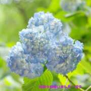 ヒメ日記 2026/06/06 16:56 投稿 小池涼子(こいけりょうこ) 五十路マダムエクスプレス厚木店(カサブランカグループ)