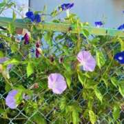 ヒメ日記 2025/08/25 10:13 投稿 なつ◆魅力は無限大♪ エピソード倉敷