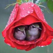 ヒメ日記 2026/02/25 14:30 投稿 あいす 奥鉄オクテツ神奈川店（デリヘル市場グループ）