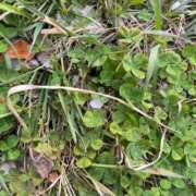 ヒメ日記 2025/10/01 17:21 投稿 めあ 池袋しろパラ