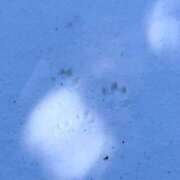 めあ 明日よろしくお願いします🍀*゜ 池袋しろパラ