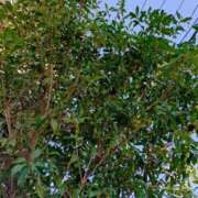 ヒメ日記 2025/10/17 19:16 投稿 冬美（フユミ） アバンチュール(五反田)