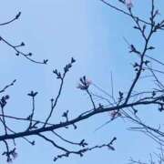 ヒメ日記 2026/03/25 08:31 投稿 冬美（フユミ） アバンチュール(五反田)