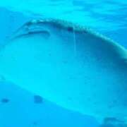 ヒメ日記 2025/09/20 09:36 投稿 二宮 熟女の風俗最終章 新横浜店