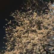 ヒメ日記 2026/04/05 11:08 投稿 りさ フォーシーズン