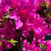 ヒメ日記 2026/04/17 11:28 投稿 りさ フォーシーズン