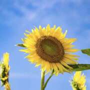 ヒメ日記 2025/08/28 12:52 投稿 つぼみ 東京人妻セレブリティ（ユメオト）