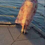 凪(なぎ) 向かっています🩵 グランドオペラ横浜