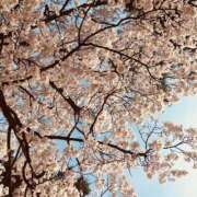 ヒメ日記 2026/04/03 09:32 投稿 市村こずえ 五十路マダム金沢店