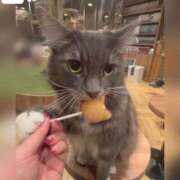 ヒメ日記 2026/02/20 21:22 投稿 さち ごほうびSPA 大阪店