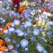 ヒメ日記 2026/04/20 14:11 投稿 はづき 王冠-crown-