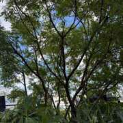 ヒメ日記 2025/09/07 13:31 投稿 新垣　りな 30・40・50代☆人妻熟女コレクション