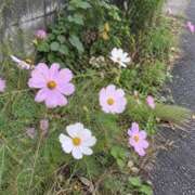 ヒメ日記 2026/10/21 09:31 投稿 新垣　りな 30・40・50代☆人妻熟女コレクション