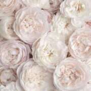 ヒメ日記 2025/08/22 06:42 投稿 福原かなみ お姉さんCLUB