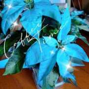 ヒメ日記 2025/11/23 12:33 投稿 まちこ 熟女の風俗最終章 錦糸町店