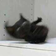 ヒメ日記 2025/09/19 06:11 投稿 ドレミ 千葉美女革命