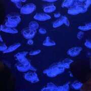 ヒメ日記 2025/10/05 07:46 投稿 ドレミ 千葉美女革命