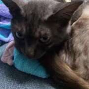 ヒメ日記 2025/10/13 17:02 投稿 ドレミ 千葉美女革命