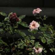 ヒメ日記 2025/11/14 20:21 投稿 ドレミ 千葉美女革命