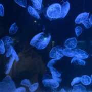 ヒメ日記 2025/10/14 20:06 投稿 りょう 美女のカタチ