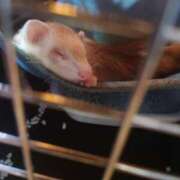 ヒメ日記 2026/01/07 21:37 投稿 玉置【たまき】 丸妻 西船橋店