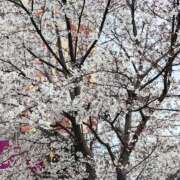 ヒメ日記 2026/04/01 17:49 投稿 玉置【たまき】 丸妻 西船橋店