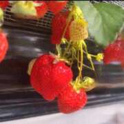 有栖【アリス】 通勤は✨ LOVEキタ兎我野店