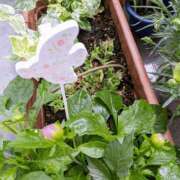 ヒメ日記 2025/08/29 08:58 投稿 月森琴音 五十路マダム愛されたい熟女たち岡山店（カサブランカグループ）