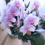 ヒメ日記 2025/09/08 09:48 投稿 月森琴音 五十路マダム愛されたい熟女たち岡山店（カサブランカグループ）