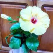 ヒメ日記 2025/09/20 18:28 投稿 月森琴音 五十路マダム愛されたい熟女たち岡山店（カサブランカグループ）