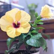 ヒメ日記 2025/09/21 06:34 投稿 月森琴音 五十路マダム愛されたい熟女たち岡山店（カサブランカグループ）