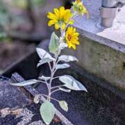 ヒメ日記 2025/10/09 09:50 投稿 月森琴音 五十路マダム愛されたい熟女たち岡山店（カサブランカグループ）