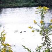 ヒメ日記 2025/10/21 09:08 投稿 月森琴音 五十路マダム愛されたい熟女たち岡山店（カサブランカグループ）