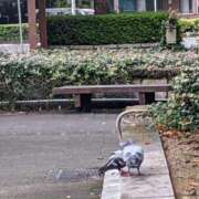 ヒメ日記 2025/10/22 20:50 投稿 月森琴音 五十路マダム愛されたい熟女たち岡山店（カサブランカグループ）