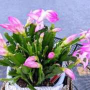 ヒメ日記 2025/10/26 09:54 投稿 月森琴音 五十路マダム愛されたい熟女たち岡山店（カサブランカグループ）