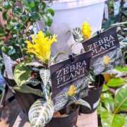 ヒメ日記 2025/11/01 11:14 投稿 月森琴音 五十路マダム愛されたい熟女たち岡山店（カサブランカグループ）