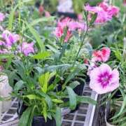 ヒメ日記 2025/11/01 11:32 投稿 月森琴音 五十路マダム愛されたい熟女たち岡山店（カサブランカグループ）