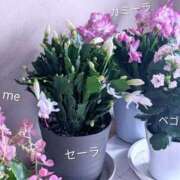 ヒメ日記 2025/11/05 11:26 投稿 月森琴音 五十路マダム愛されたい熟女たち岡山店（カサブランカグループ）