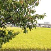 ヒメ日記 2026/10/06 07:58 投稿 月森琴音 五十路マダム愛されたい熟女たち岡山店（カサブランカグループ）