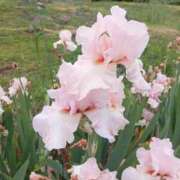 ヒメ日記 2025/09/19 11:26 投稿 高梨ゆり セレブ Rex