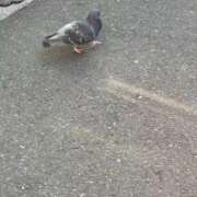 ヒメ日記 2026/01/29 10:35 投稿 しの 丸妻 池袋店