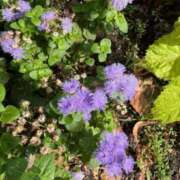 ヒメ日記 2025/08/26 23:48 投稿 かぐら ちゃんこ東大阪 布施・長田店