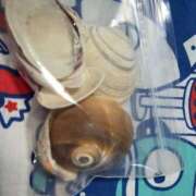 ヒメ日記 2025/09/17 09:22 投稿 かぐら ちゃんこ東大阪 布施・長田店