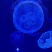 ヒメ日記 2025/10/01 06:30 投稿 江口 上野CLUB A(クラブ エー)