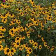 ヒメ日記 2025/08/09 19:30 投稿 麻衣 モアグループ大宮人妻花壇